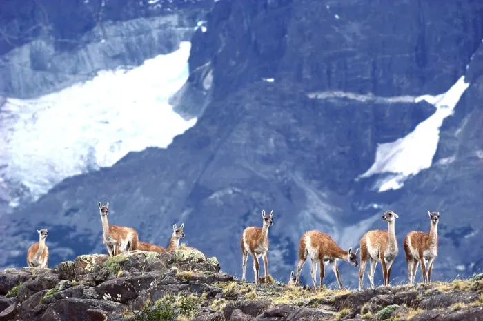 Framed Print : Guanaco. Chile, Torres Del Paine National Park, Guanaco (Lama guanicoe) Framed Print : Guanaco. Chile, Torres Del Paine National Park, Guanaco (Lama guanicoe)