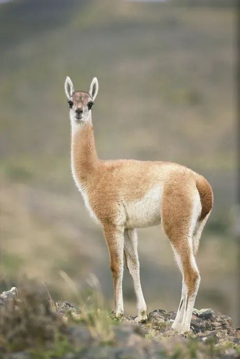 Framed Print : Guanaco. Chile, Torres Del Paine National Park, Guanaco (Lama guanicoe)