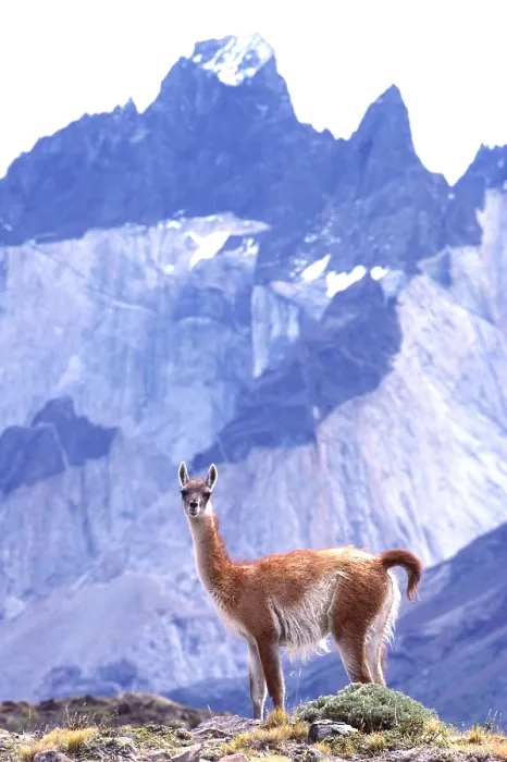 Framed Print : Guanaco (Lama guanicoe) Framed Print : Guanaco (Lama guanicoe)