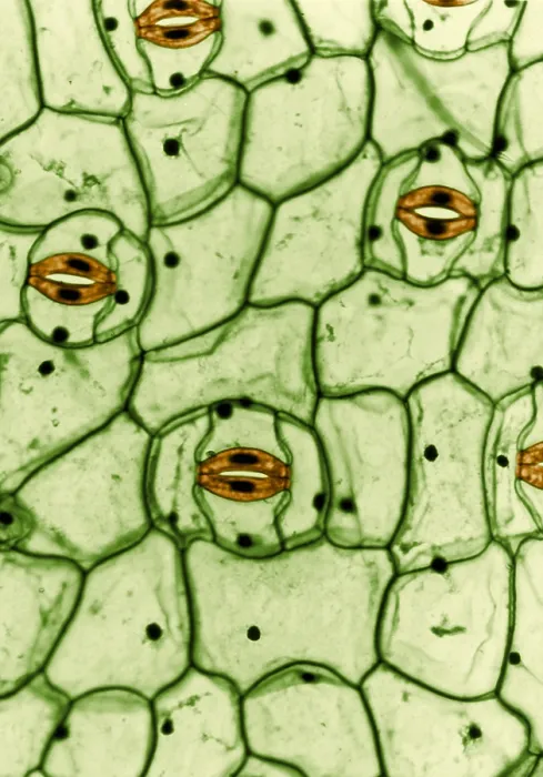 Framed Print : Guard Cells and Stomates in Spiderwort leaf, light micrograph Framed Print : Guard Cells and Stomates in Spiderwort leaf, light micrograph