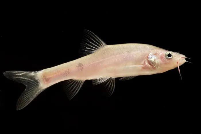 Framed Print : Guilin Golden-line Barbel (Sinocyclocheilus guilinensis) Framed Print : Guilin Golden-line Barbel (Sinocyclocheilus guilinensis)