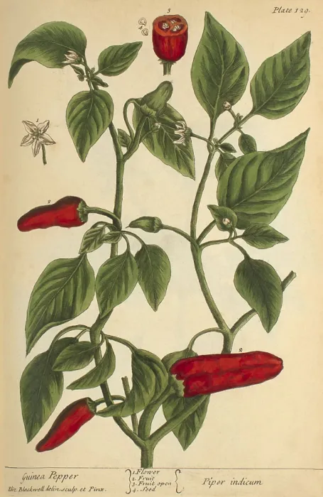 Framed Print : Guinea Pepper, Medicinal Plant, 1737