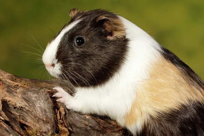 Framed Print : Guinea Pig climbing on log portrait Framed Print : Guinea Pig climbing on log portrait