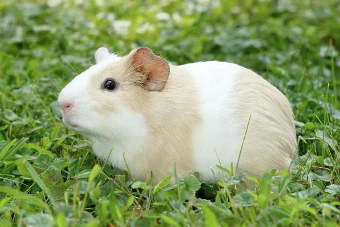 Framed Print : Guinea Pig in grass Framed Print : Guinea Pig in grass