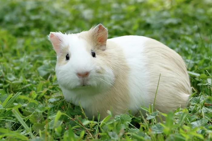 Framed Print : Guinea Pig in grass Framed Print : Guinea Pig in grass
