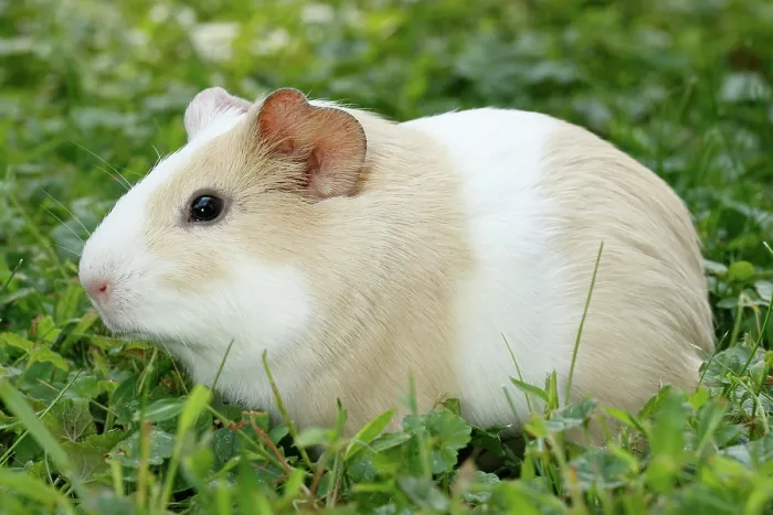 Framed Print : Guinea Pig in grass Framed Print : Guinea Pig in grass