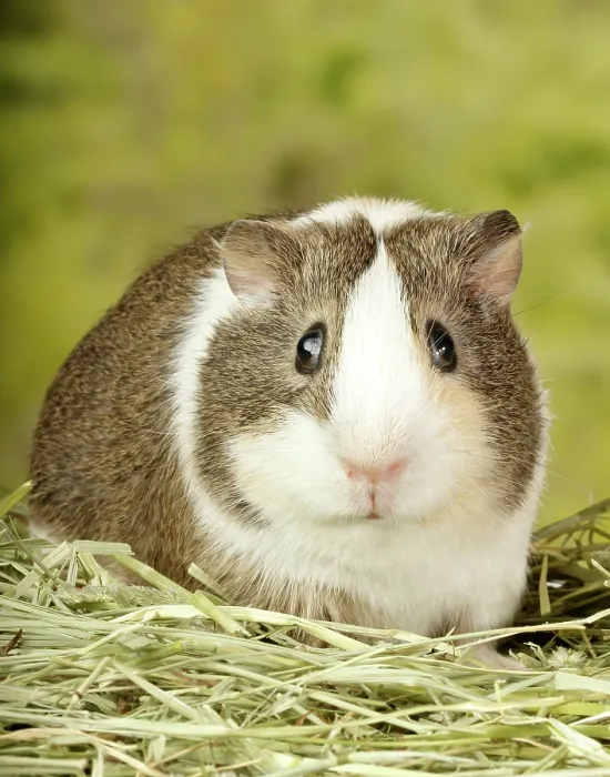 Framed Print : Guinea Pig looking straight- Vertical Framed Print : Guinea Pig looking straight- Vertical