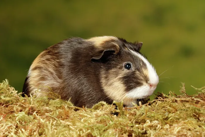 Framed Print : Guinea Pig sitting on moss Framed Print : Guinea Pig sitting on moss
