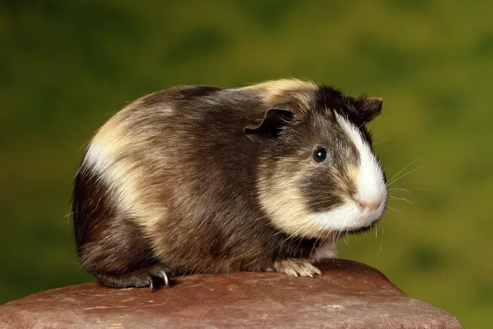 Framed Print : Guinea Pig sitting on a rock Framed Print : Guinea Pig sitting on a rock