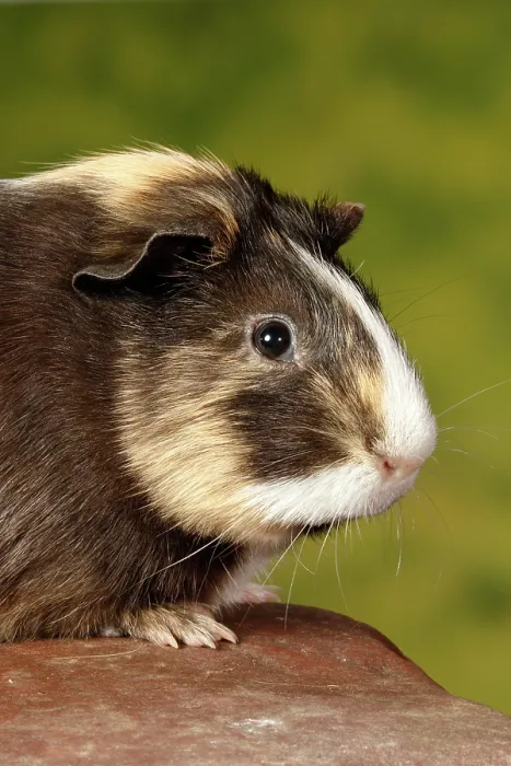 Framed Print : Guinea Pig sitting on a rock - vertical portrait