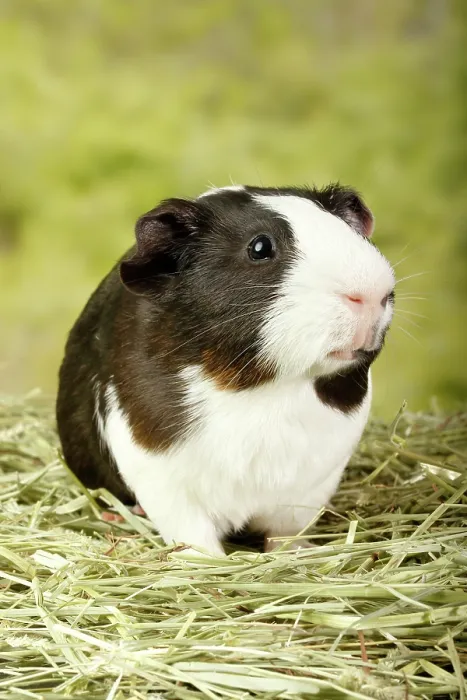 Framed Print : Guinea Pig standing in hay - Vertical Framed Print : Guinea Pig standing in hay - Vertical