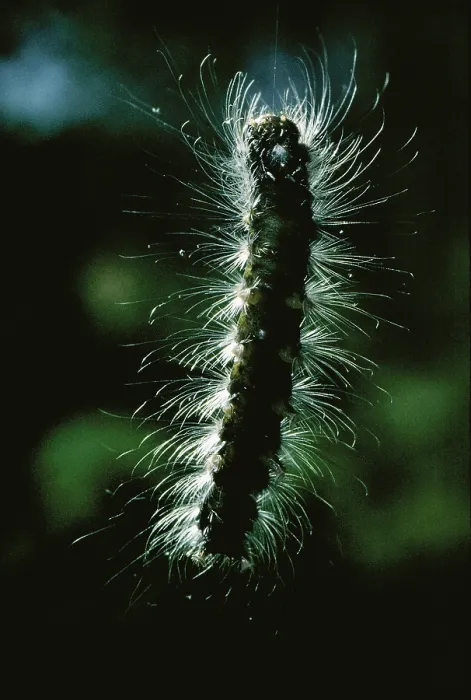Framed Print : Gypsy Moth caterpillar