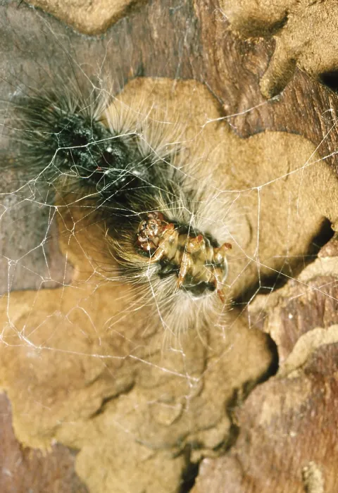 Framed Print : Gypsy Moth caterpillar spins cocoon