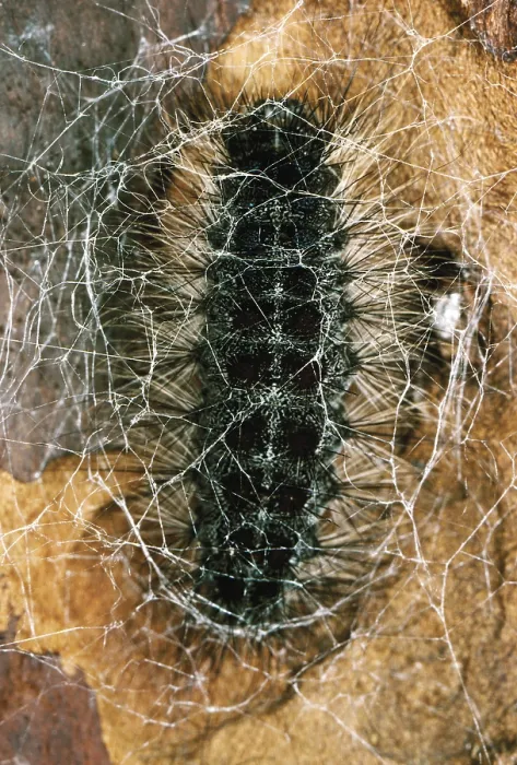 Framed Print : Gypsy Moth caterpillar spins cocoon Framed Print : Gypsy Moth caterpillar spins cocoon