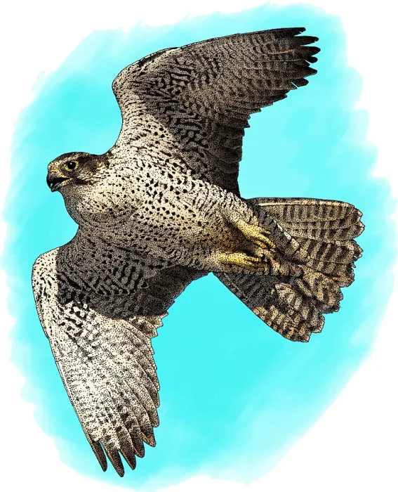 Framed Print : Gyrfalcon. Illustration of a Gyrfalcon (Falco rusticolus) Framed Print : Gyrfalcon. Illustration of a Gyrfalcon (Falco rusticolus)