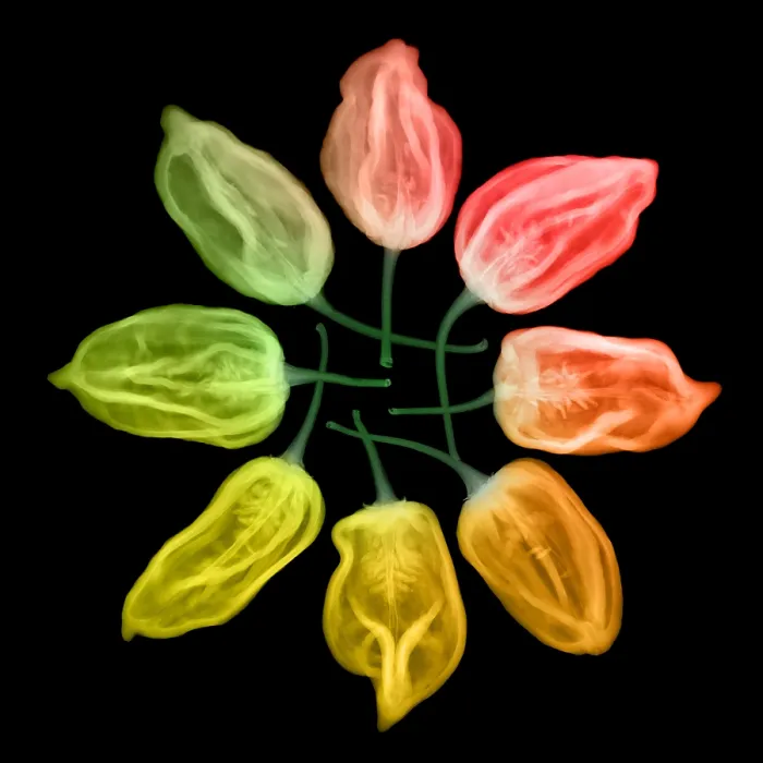 Framed Print : Habanero Chili Peppers, X-ray Framed Print : Habanero Chili Peppers, X-ray