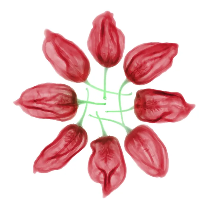 Framed Print : Habanero Chili Peppers, X-ray Framed Print : Habanero Chili Peppers, X-ray