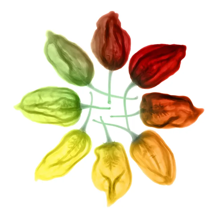 Framed Print : Habanero Chili Peppers, X-ray Framed Print : Habanero Chili Peppers, X-ray
