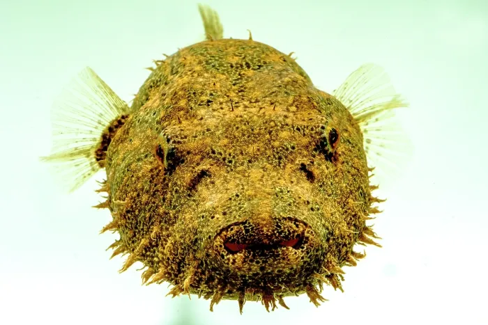 Framed Print : Hairy Pufferfish (Tetraodon baileyi) Framed Print : Hairy Pufferfish (Tetraodon baileyi)