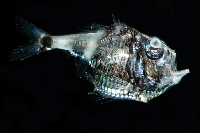 Framed Print : Half-naked Hatchetfish (Argyropelecus hemigymnus) Framed Print : Half-naked Hatchetfish (Argyropelecus hemigymnus)