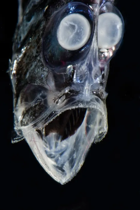 Framed Print : Half-naked Hatchetfish (Argyropelecus hemigymnus) Framed Print : Half-naked Hatchetfish (Argyropelecus hemigymnus)
