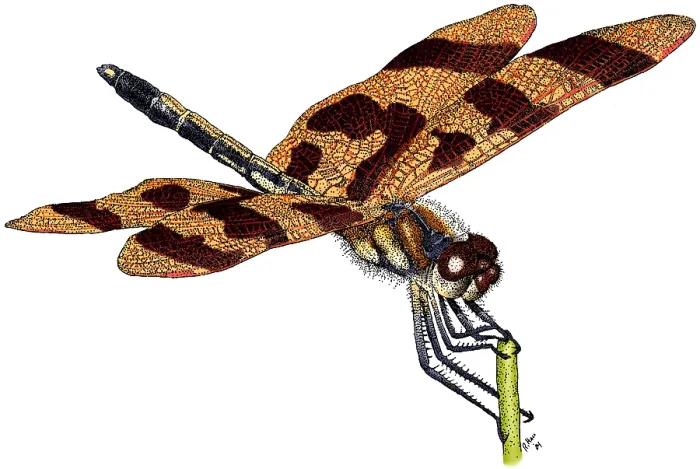 Framed Print : Halloween Pennant Dragonfly Framed Print : Halloween Pennant Dragonfly