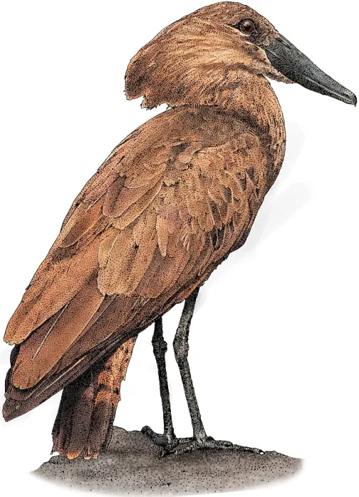 Framed Print : Hamerkop. Illustration of a Hamerkop (Scopus umbretta) Framed Print : Hamerkop. Illustration of a Hamerkop (Scopus umbretta)