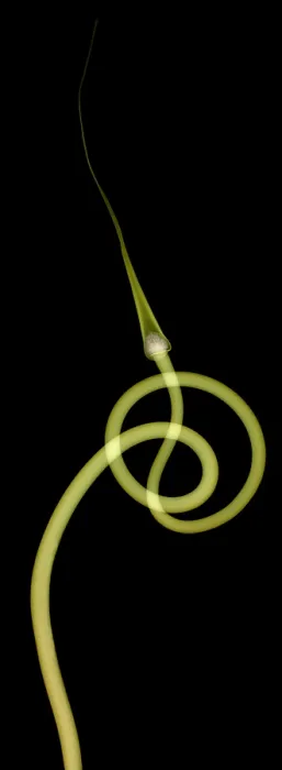 Framed Print : Hardneck Garlic Scapes, X-ray Framed Print : Hardneck Garlic Scapes, X-ray