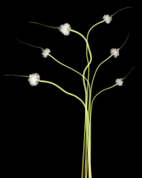Framed Print : Hardneck Garlic Scapes, X-ray Framed Print : Hardneck Garlic Scapes, X-ray