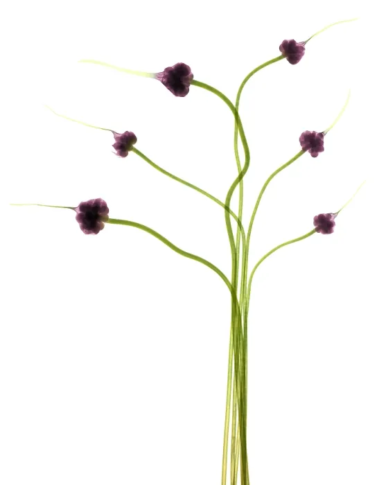 Framed Print : Hardneck Garlic Scapes, X-ray Framed Print : Hardneck Garlic Scapes, X-ray