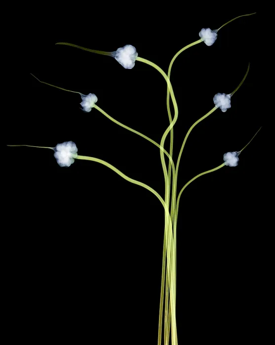 Framed Print : Hardneck Garlic Scapes, X-ray Framed Print : Hardneck Garlic Scapes, X-ray