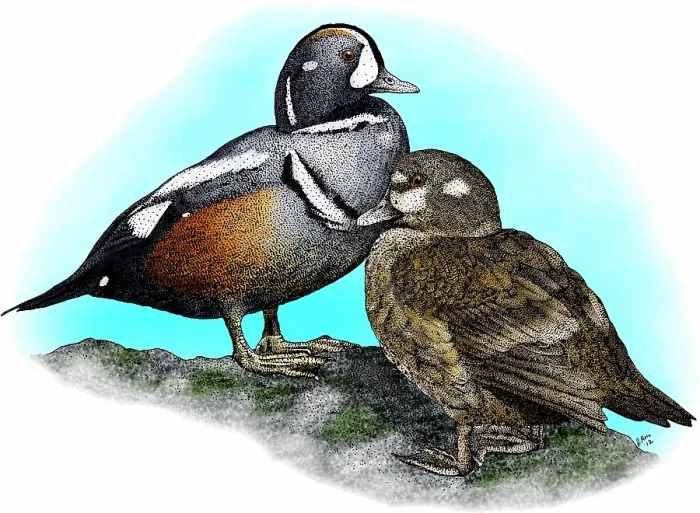 Framed Print : Harlequin ducks