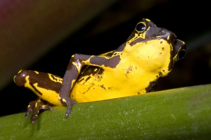 Framed Print : Harlequin Frog