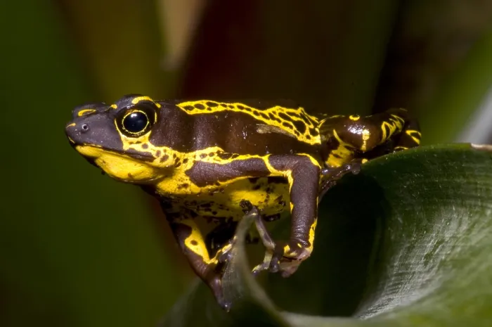 Framed Print : Harlequin Frog