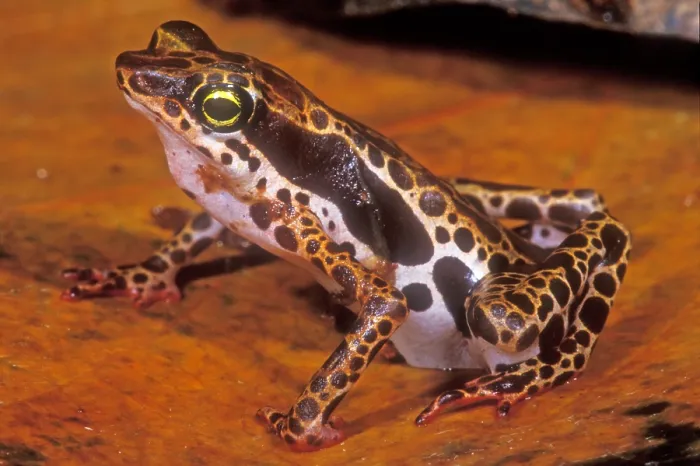 Framed Print : Harlequin Frog Framed Print : Harlequin Frog