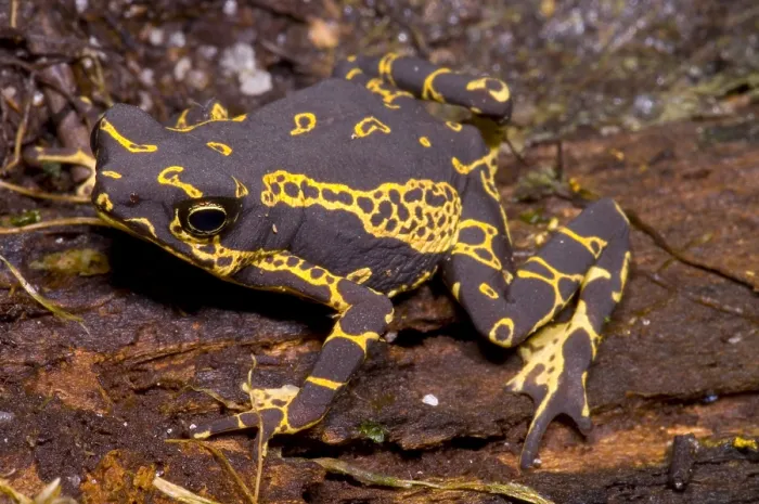 Framed Print : Harlequin Frog