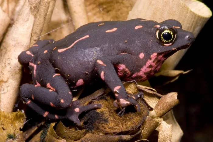 Framed Print : Harlequin Frog