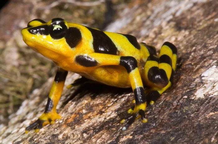 Framed Print : Harlequin Toad