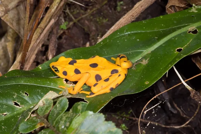 Framed Print : Harlequin Toad Framed Print : Harlequin Toad