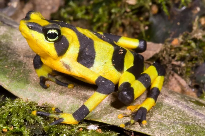 Framed Print : Harlequin Toad Framed Print : Harlequin Toad