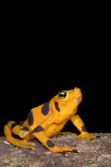 Framed Print : Harlequin Toad Framed Print : Harlequin Toad
