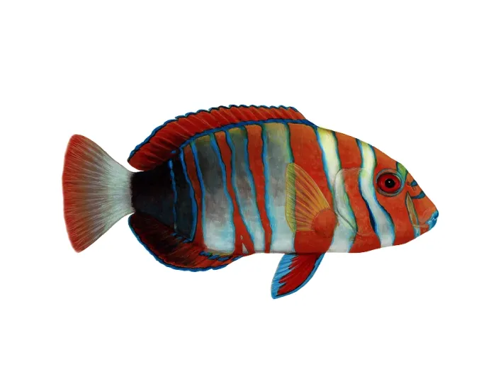 Framed Print : Harlequin Tuskfish (Choerodon fasciatus) Framed Print : Harlequin Tuskfish (Choerodon fasciatus)