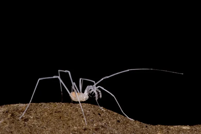 Framed Print : Harvestman Framed Print : Harvestman