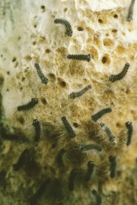 Framed Print : Hatching Gypsy Moths