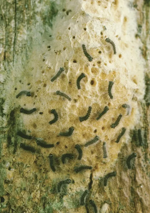 Framed Print : Hatching Gypsy Moths