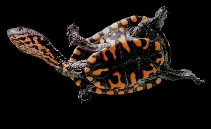 Framed Print : Hatchling Timor Island Snake Neck Turtle (Chelodina timorensis) Framed Print : Hatchling Timor Island Snake Neck Turtle (Chelodina timorensis)