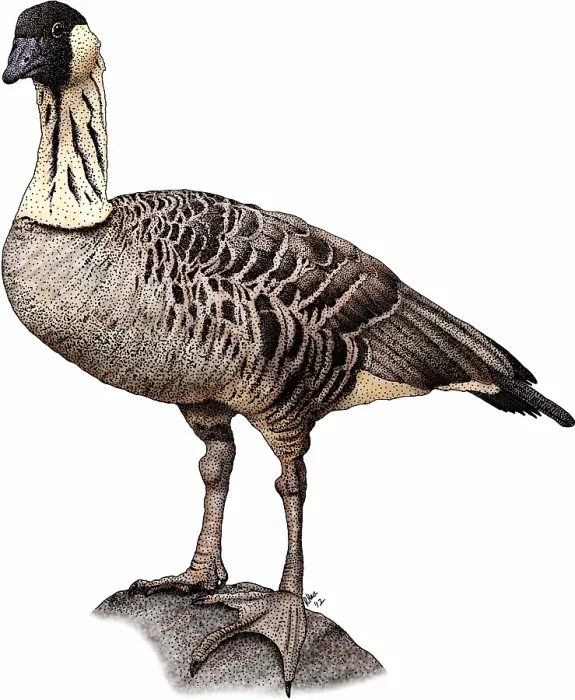 Framed Print : Hawaiian goose Framed Print : Hawaiian goose