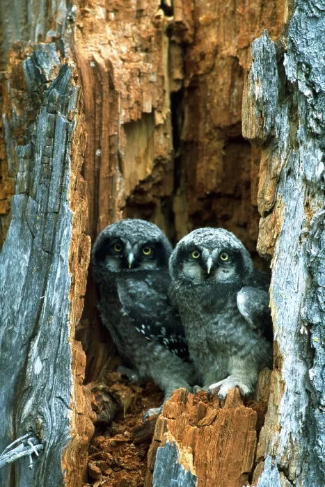 Framed Print : Hawk owlets taking a look Framed Print : Hawk owlets taking a look