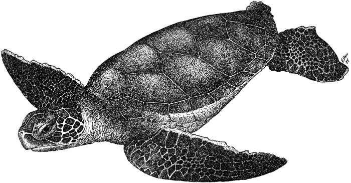 Framed Print : Hawksbill Sea Turtle Framed Print : Hawksbill Sea Turtle