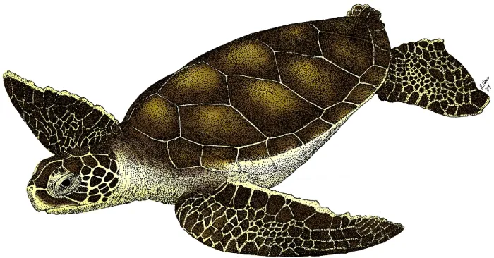 Framed Print : Hawksbill Sea Turtle Framed Print : Hawksbill Sea Turtle